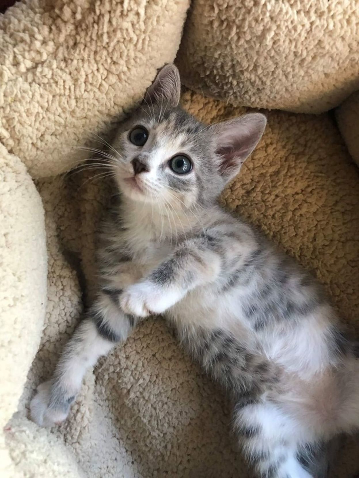 Adopt a Pet | Belle Star